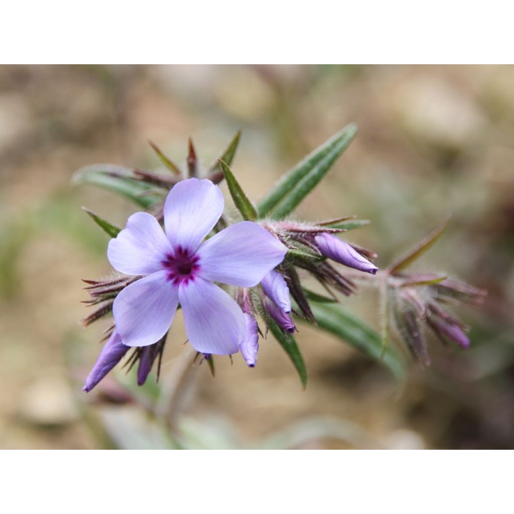 Phlox divaricata subsp. laphamii Chattahoochee