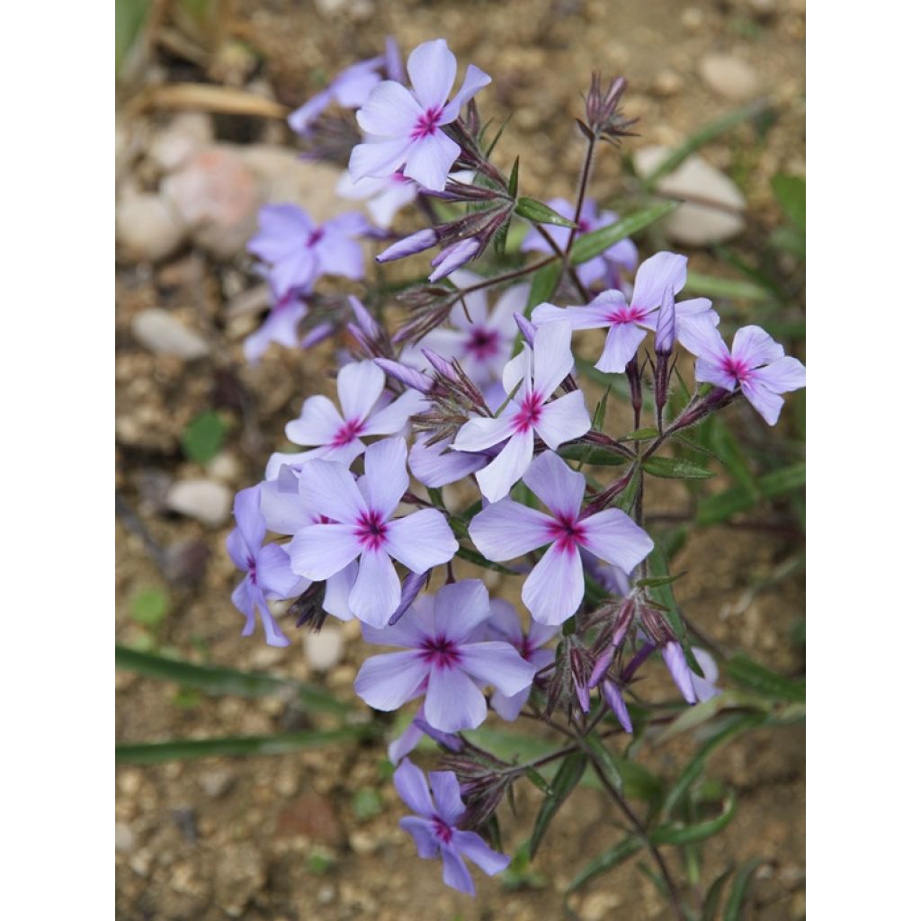Phlox divaricata subsp. laphamii Chattahoochee