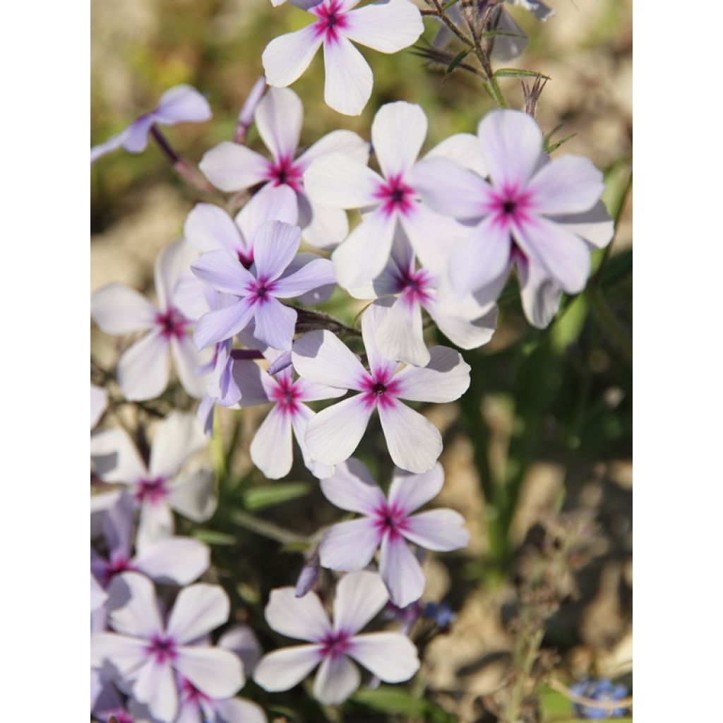 Phlox divaricata subsp. laphamii Chattahoochee