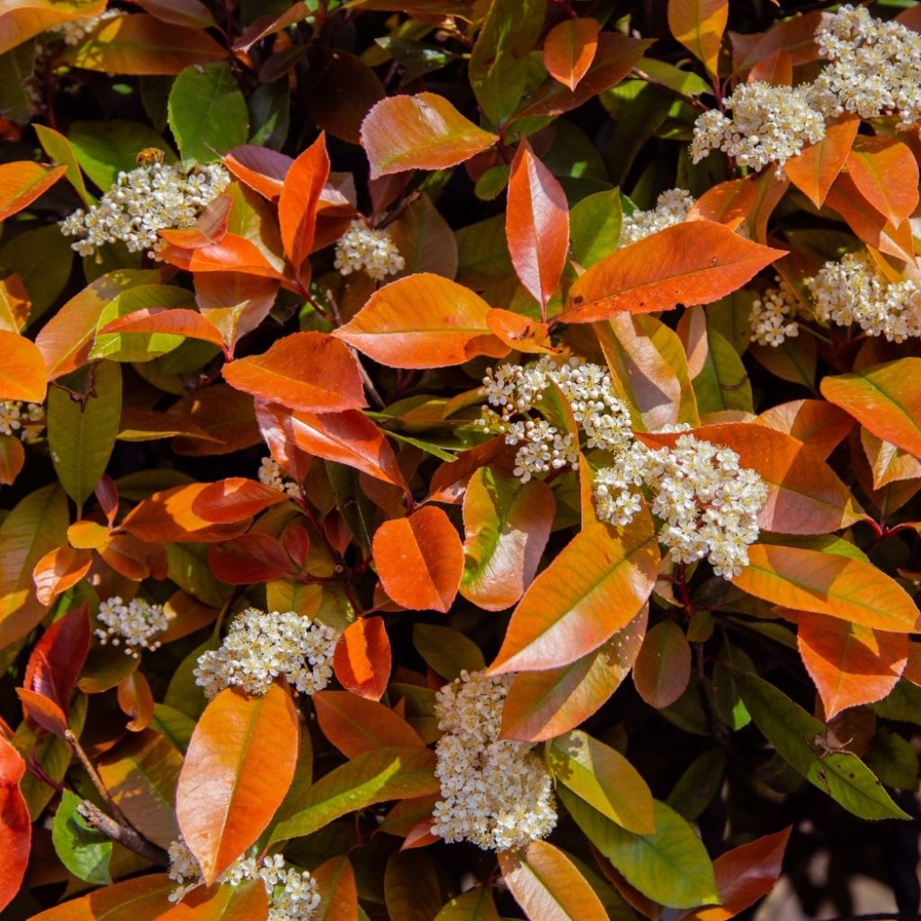 Photinia fraseri Little Red Robin - Christmas Berry