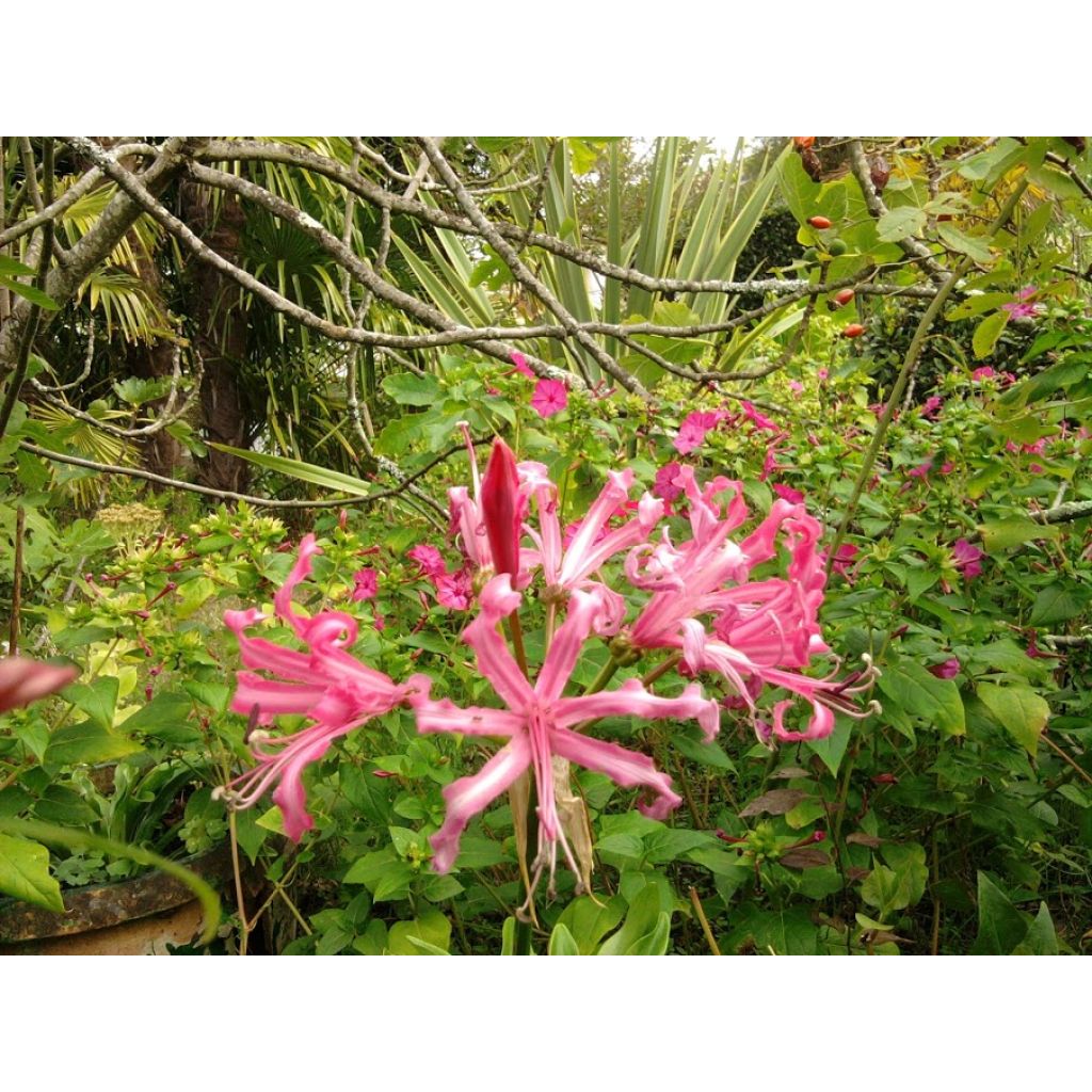 Nerine bowdenii Isobel