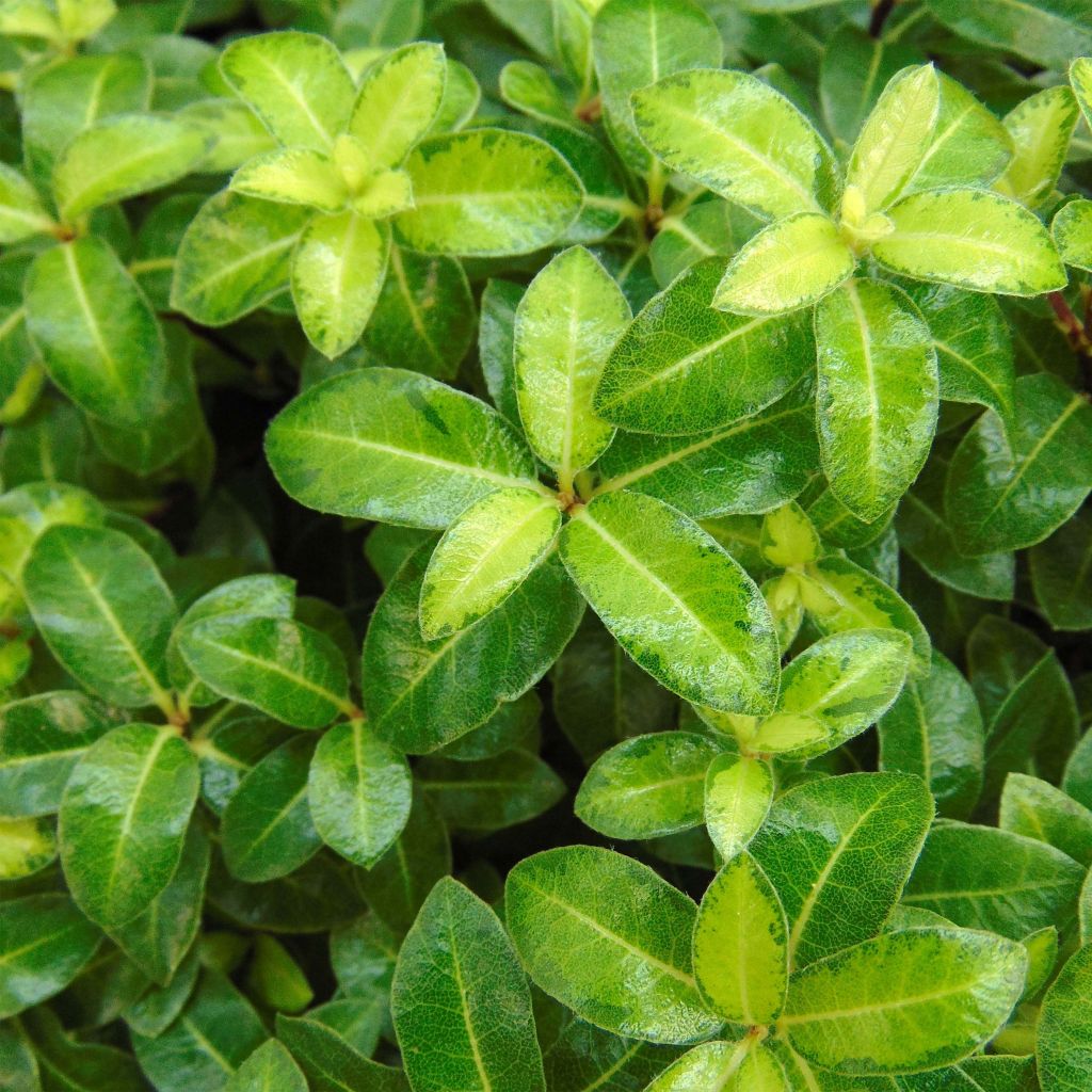 Pittosporum tenuifolium Golden Ball - Kohuhu
