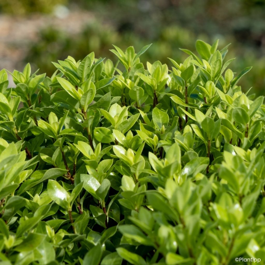 Pittosporum tenuifolium Beach Ball - Kohuhu