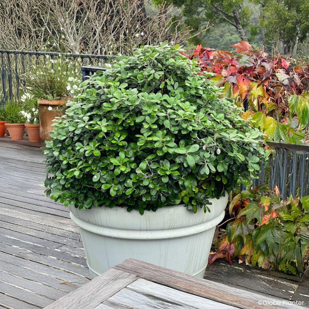 Pittosporum crassifolium Pot Belly - Karo