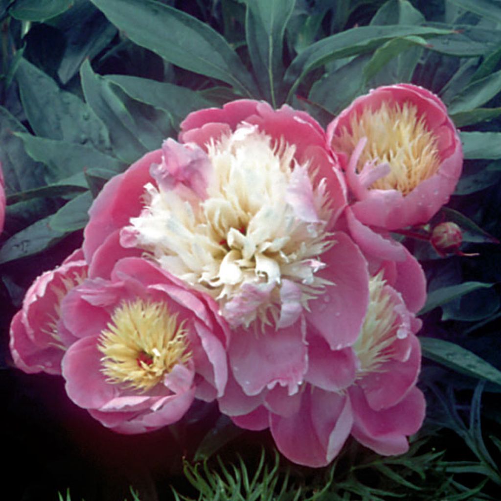Paeonia lactiflora Bowl of Beauty