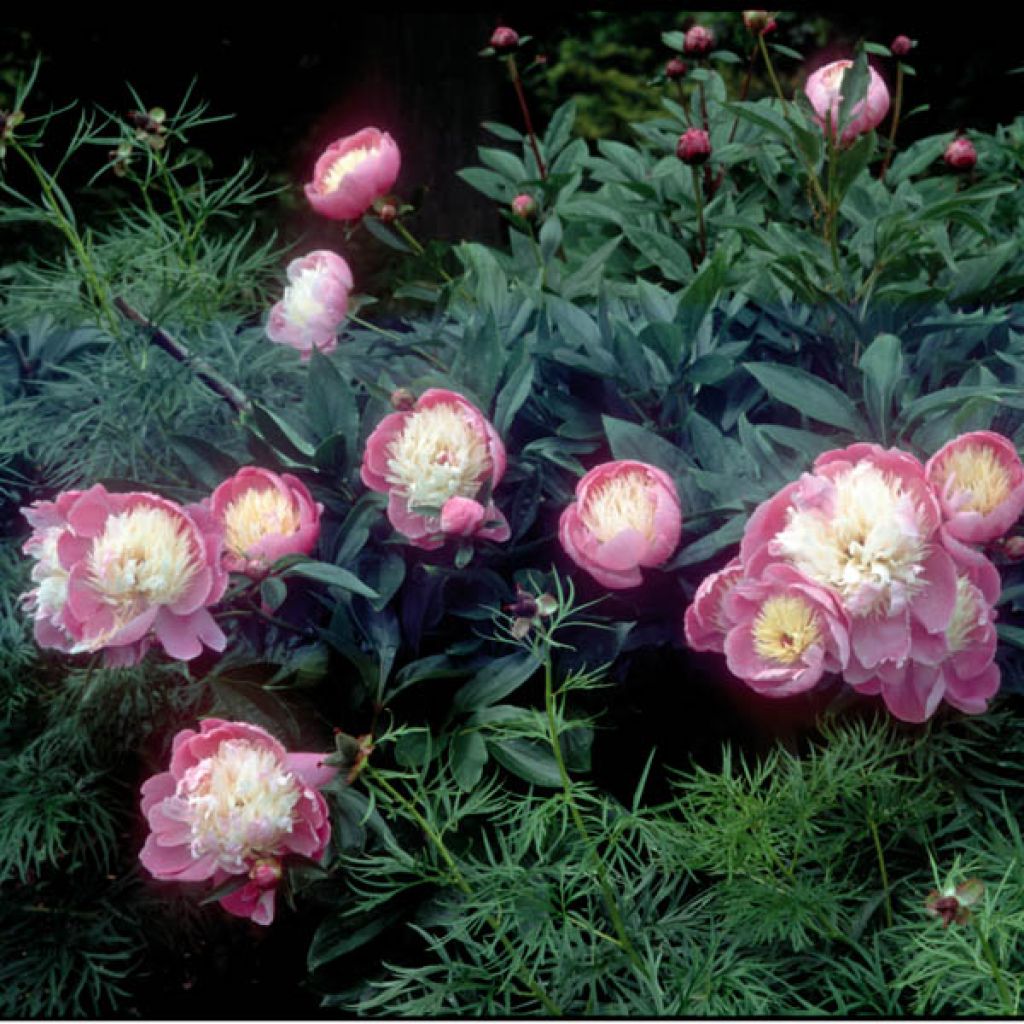 Paeonia lactiflora Bowl of Beauty