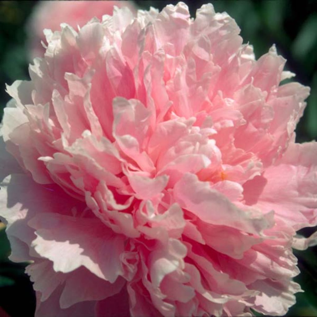 Paeonia lactiflora Sarah Bernhardt
