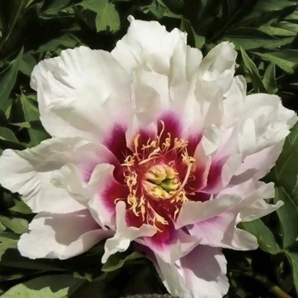 Paeonia x Itoh 'Cora Louise'