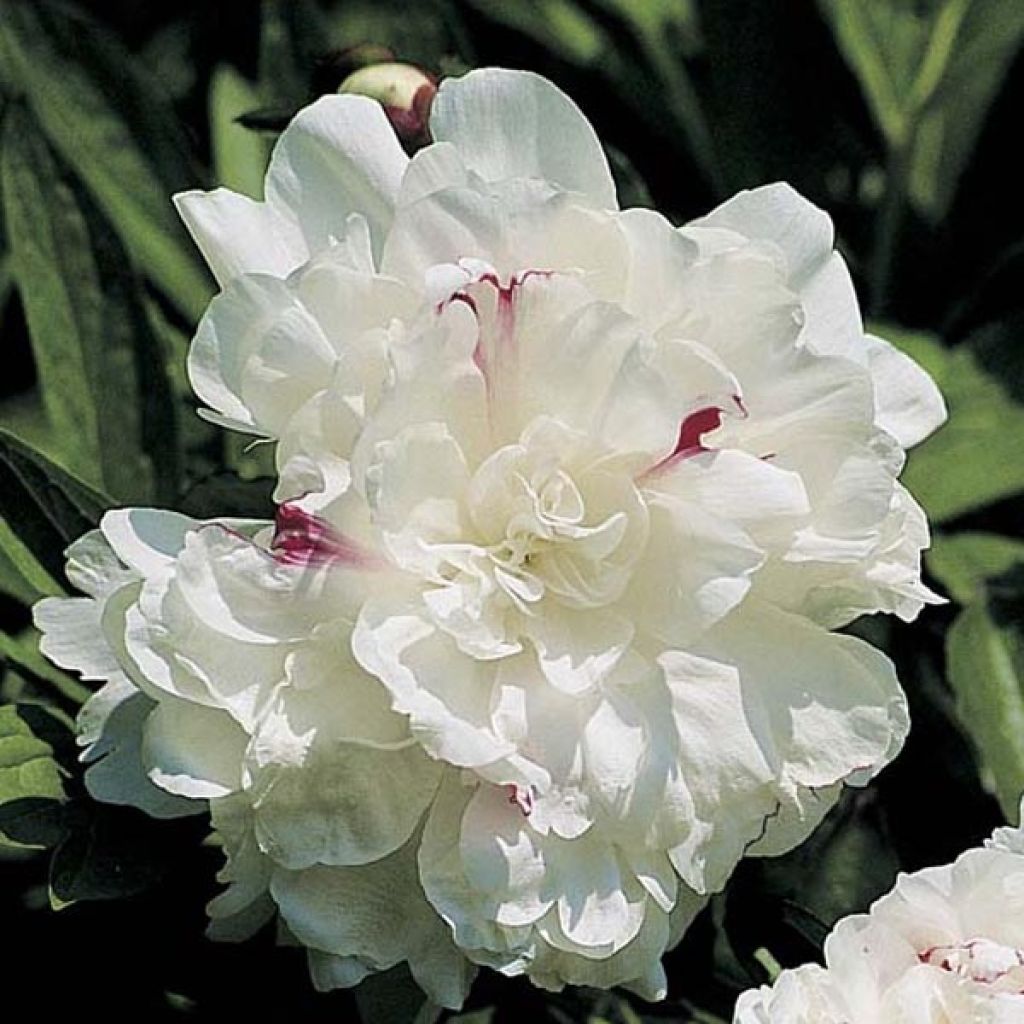 Paeonia lactiflora Festiva Maxima