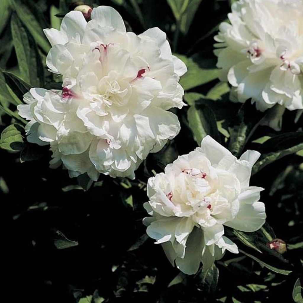 Paeonia lactiflora Festiva Maxima
