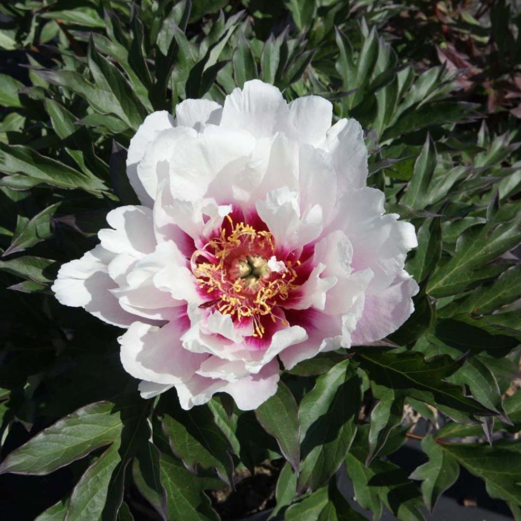 Paeonia x Itoh 'Cora Louise'
