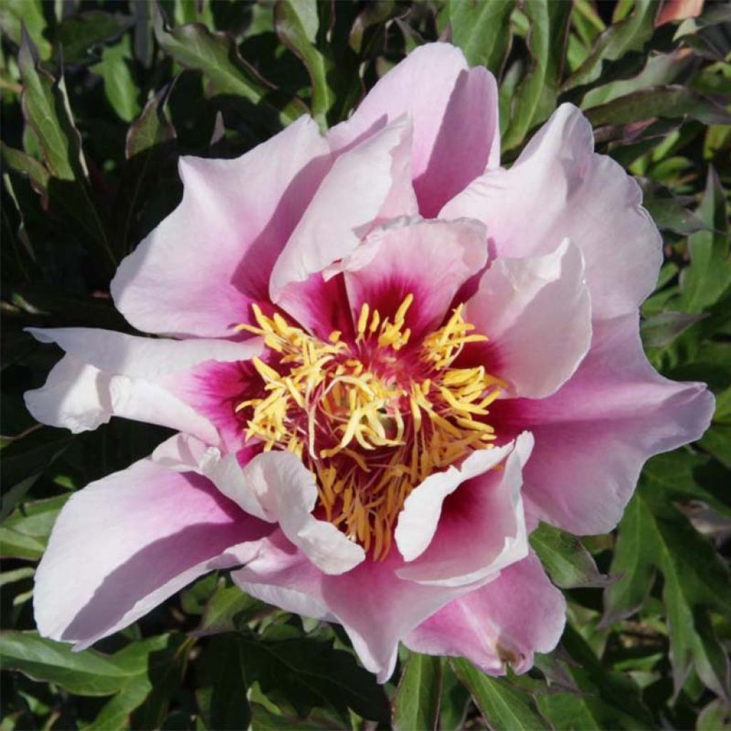 Paeonia x Itoh 'Cora Louise'