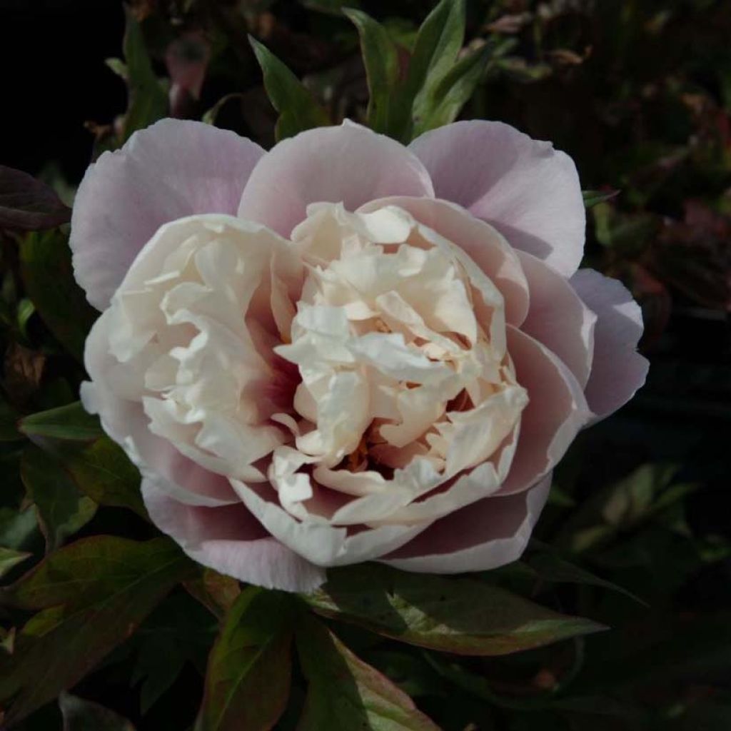 Paeonia x Itoh 'Cora Louise'