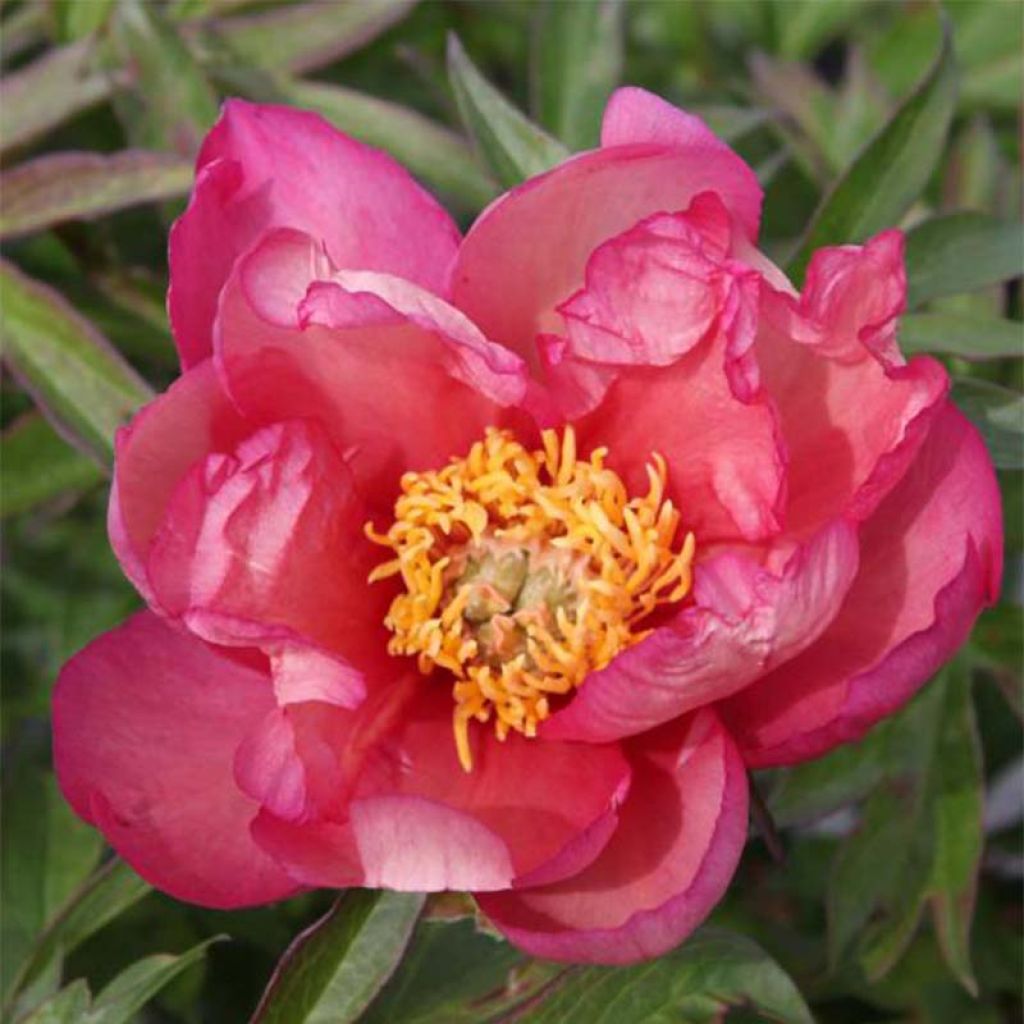 Paeonia Itoh Julia Rose