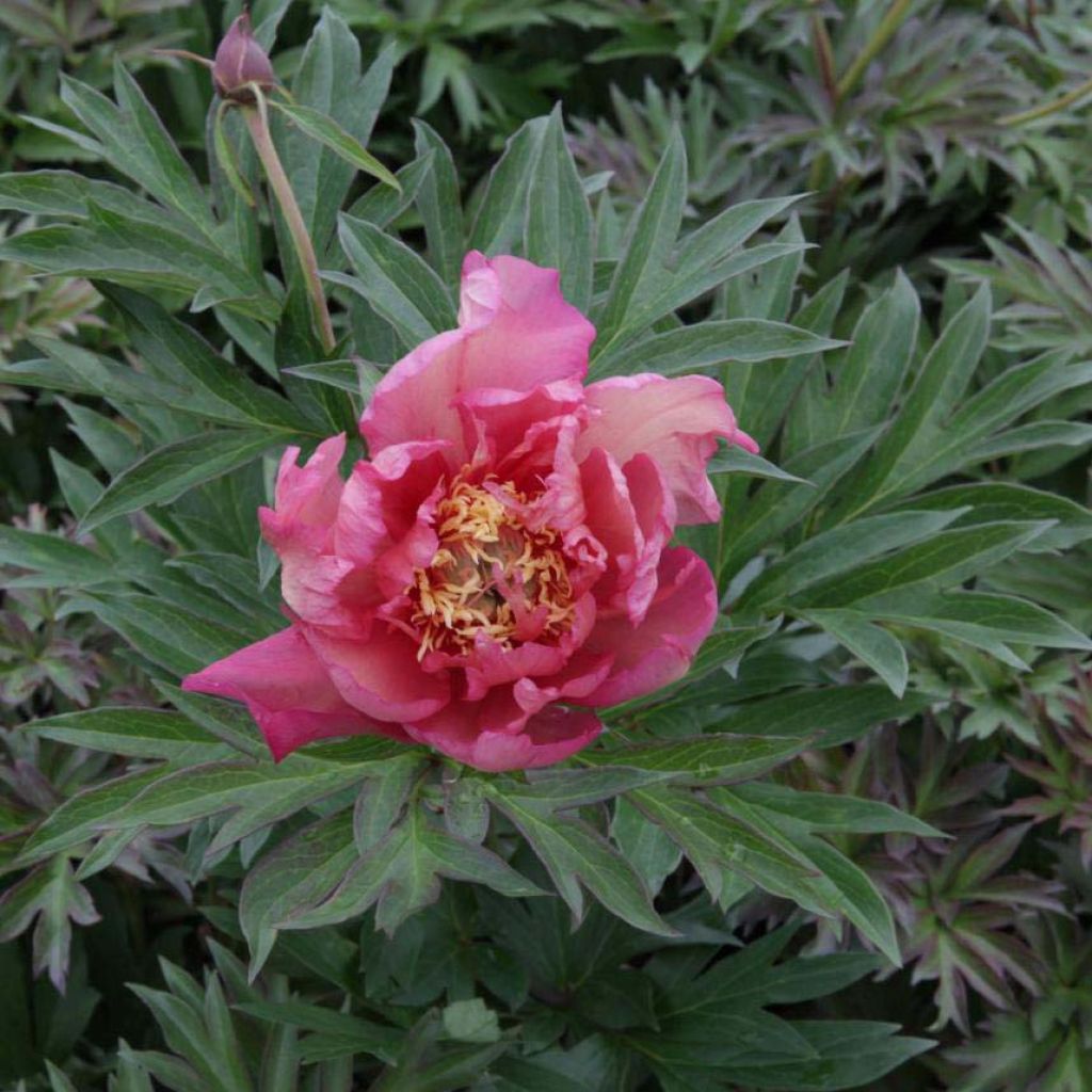 Paeonia Itoh Julia Rose