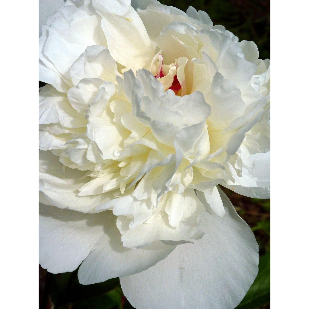 Paeonia lactiflora Marie lemoine