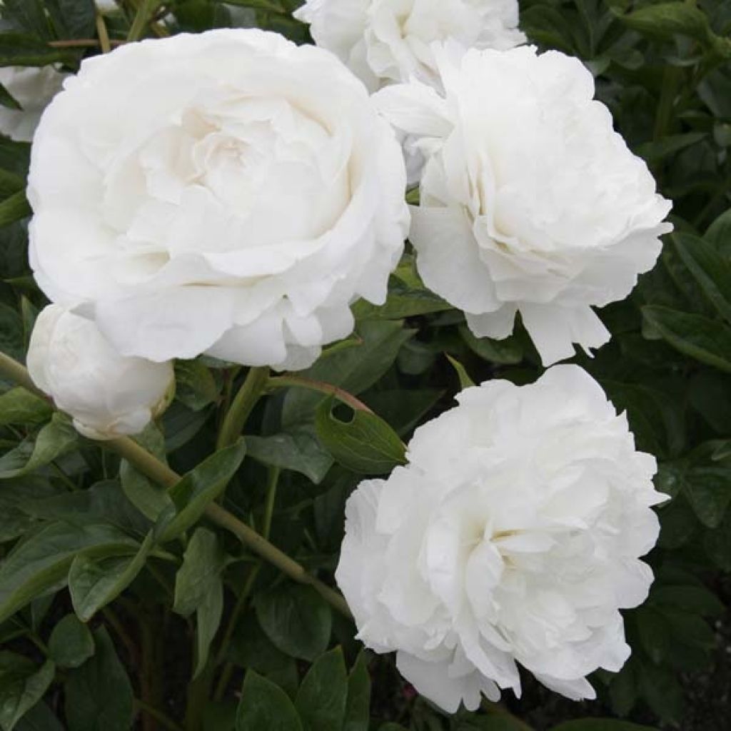 Paeonia lactiflora Mother's Choice