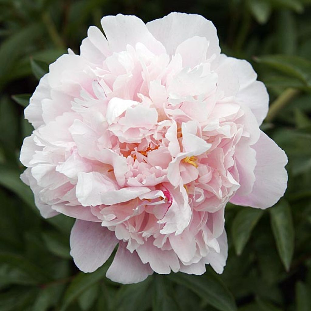 Paeonia lactiflora President Taft