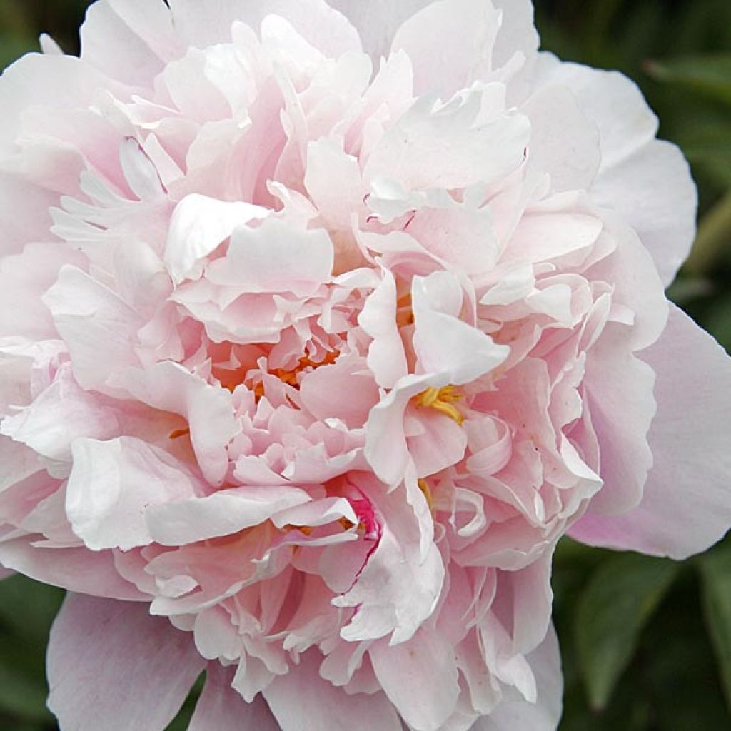 Paeonia lactiflora President Taft