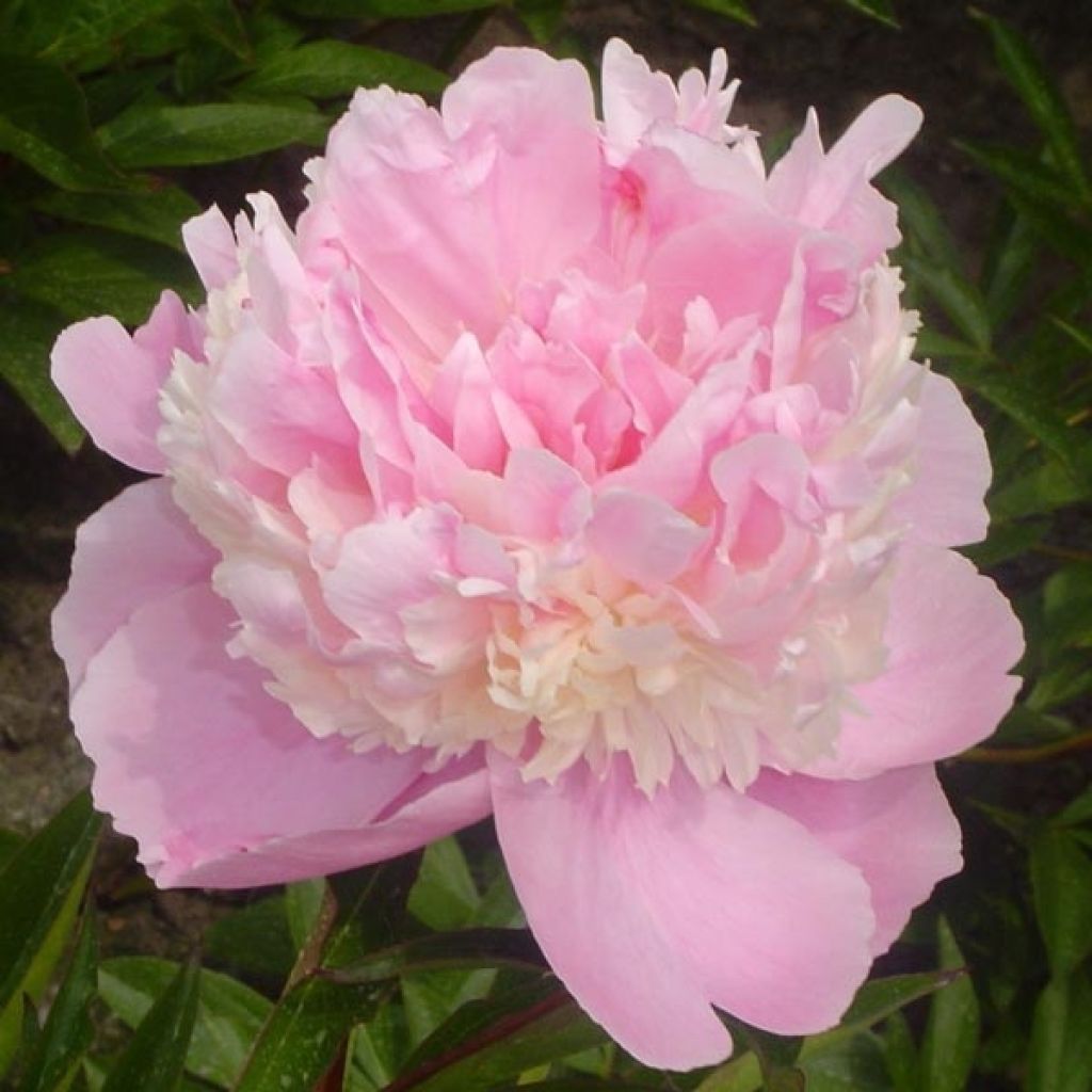 Paeonia lactiflora Sorbet