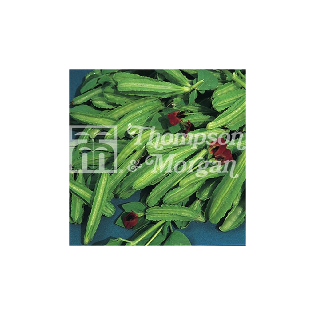 Lotus tetragonolobus - Asparagus Pea