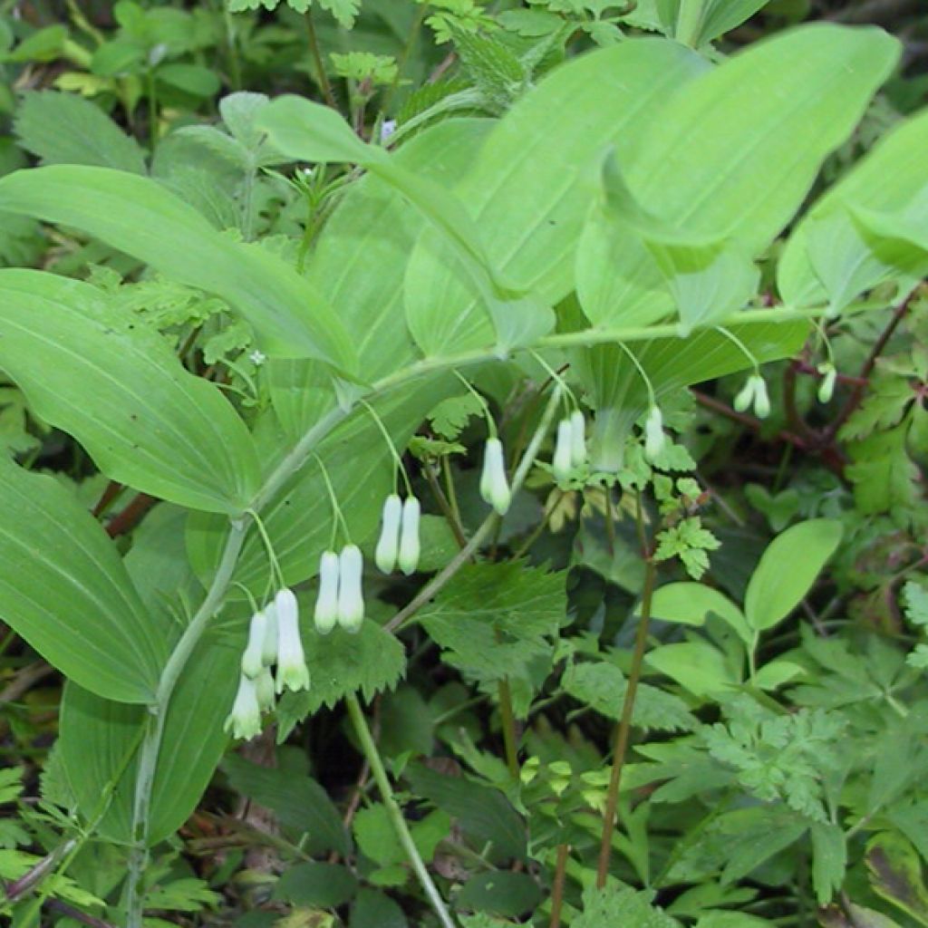 Polygonatum multiflorum - Solomon's Seal