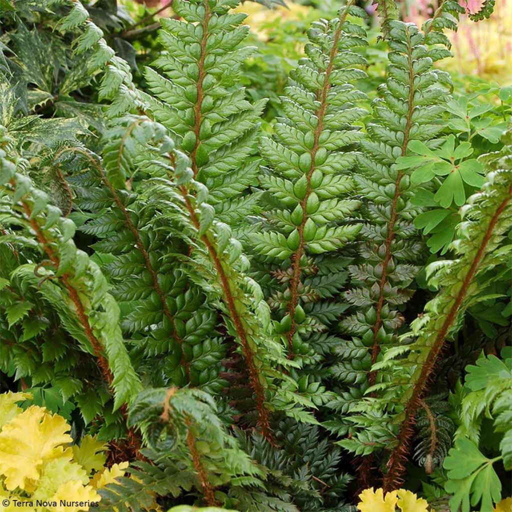 Polystichum polyblepharum Shiny Holly Fern - Lace Fern