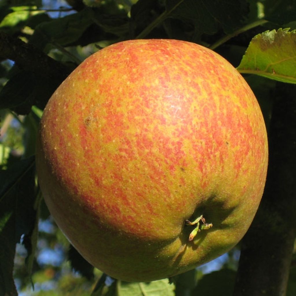 Apple Tree Cox's Orange Pippin - Malus domestica