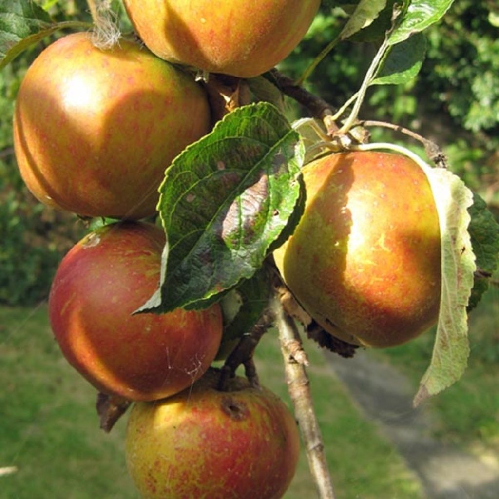 Apple Tree Cox's Orange Pippin - Malus domestica