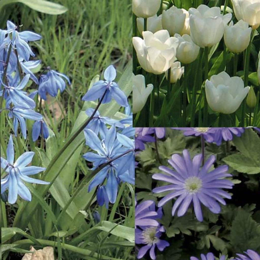 Blue Pot