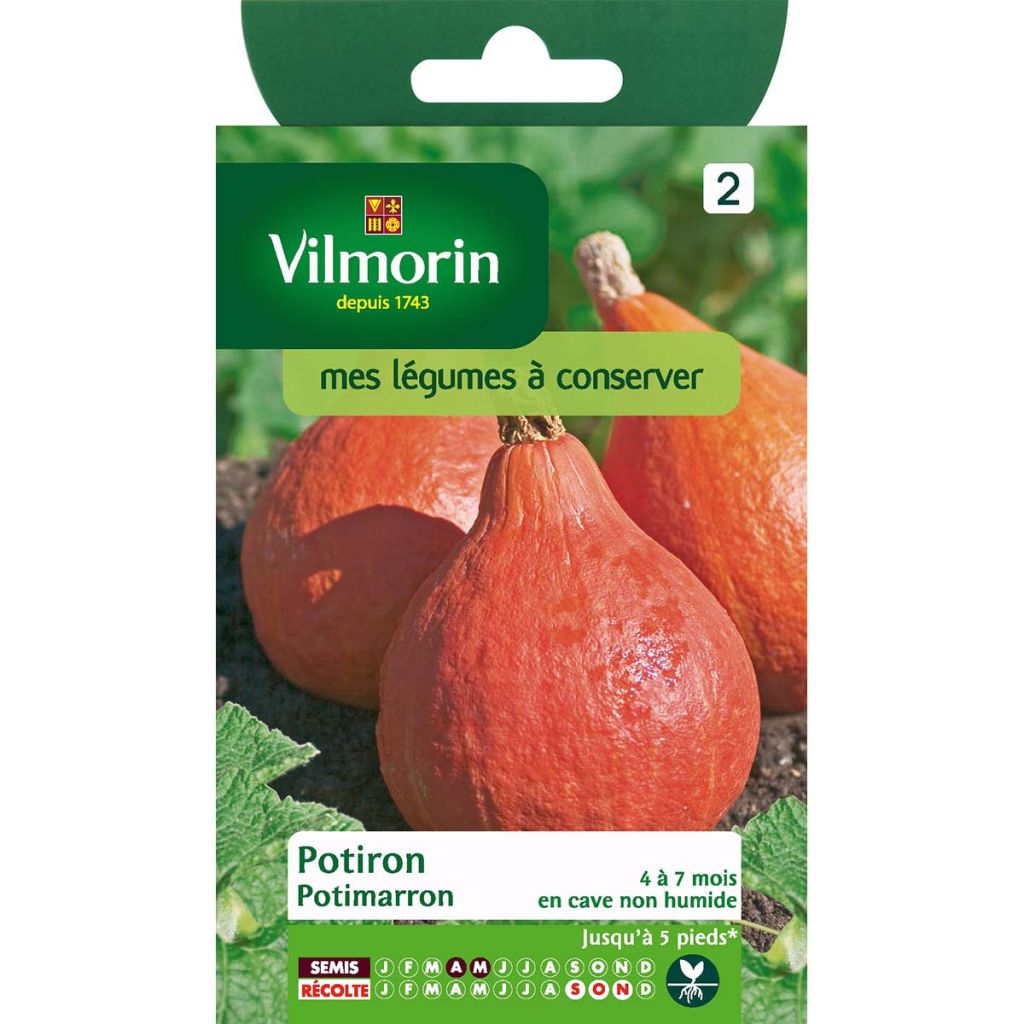 Red Kuri Squash - Vilmorin seeds - Cucurbita maxima