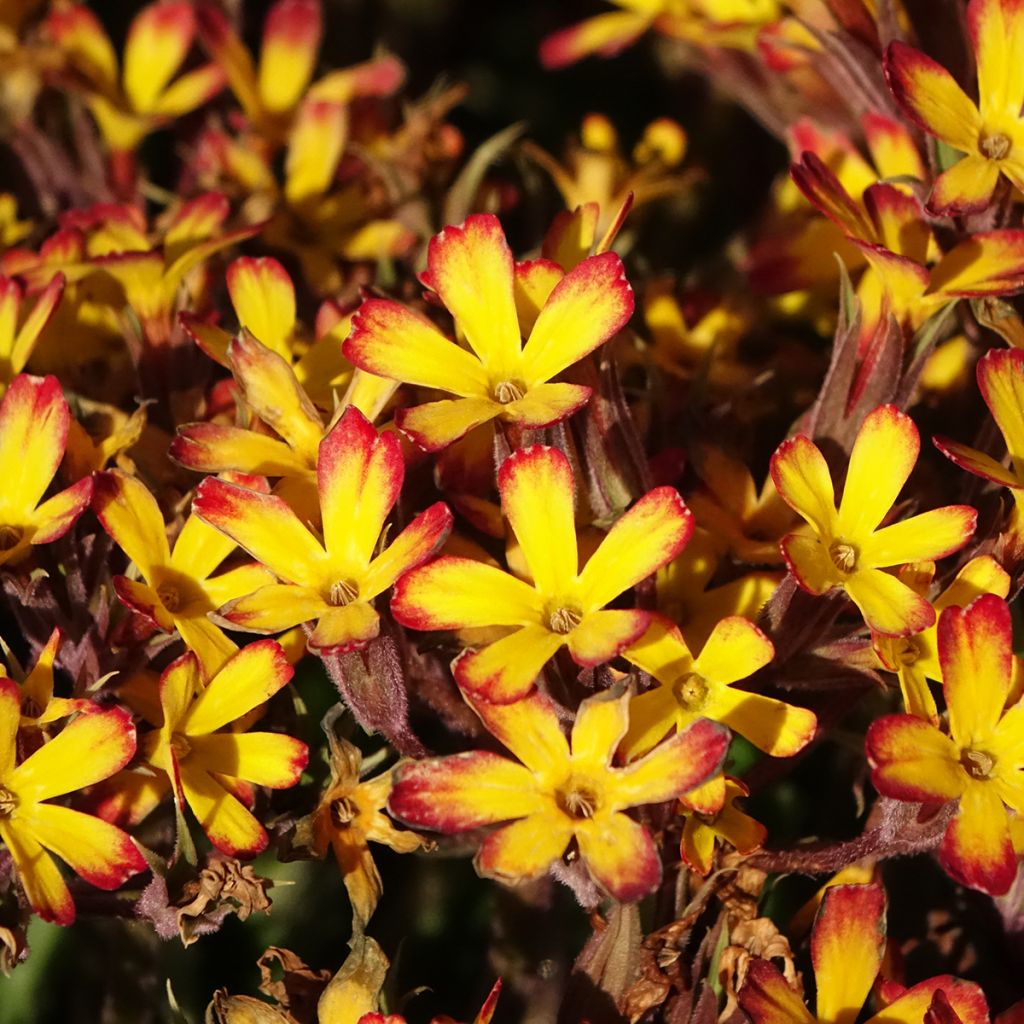 Primula polyanthus Oak Leaf Yellow Picotee - Hose-in-hose