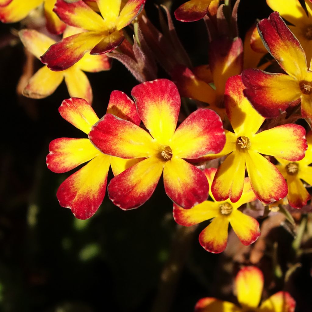 Primula polyanthus Oak Leaf Yellow Picotee - Hose-in-hose