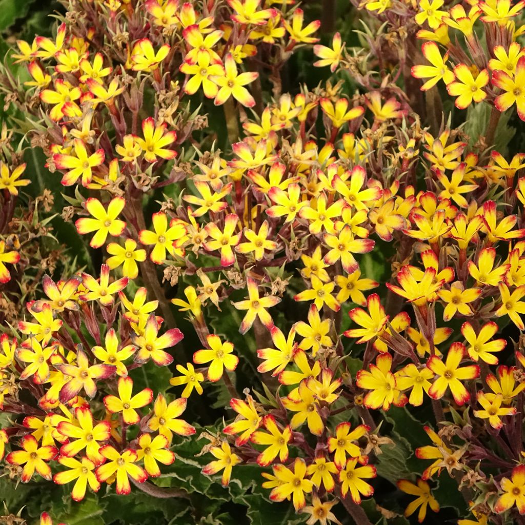 Primula polyanthus Oak Leaf Yellow Picotee - Hose-in-hose