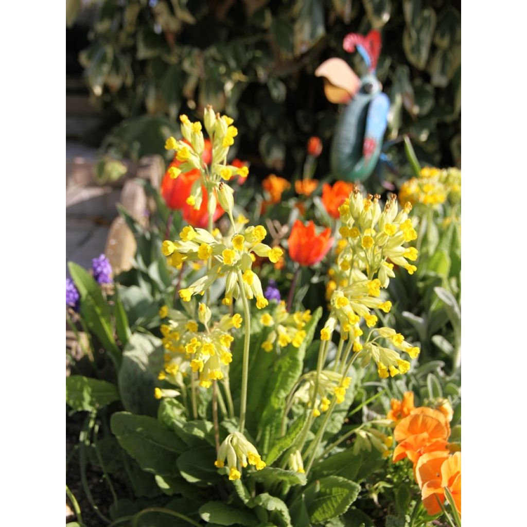 Primula veris - Cowslip