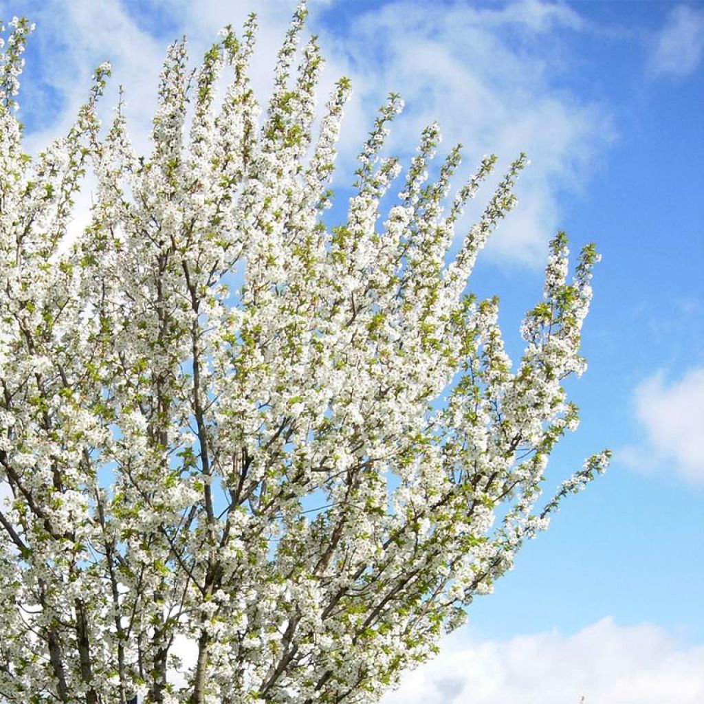 Prunus Umineko - Cherry