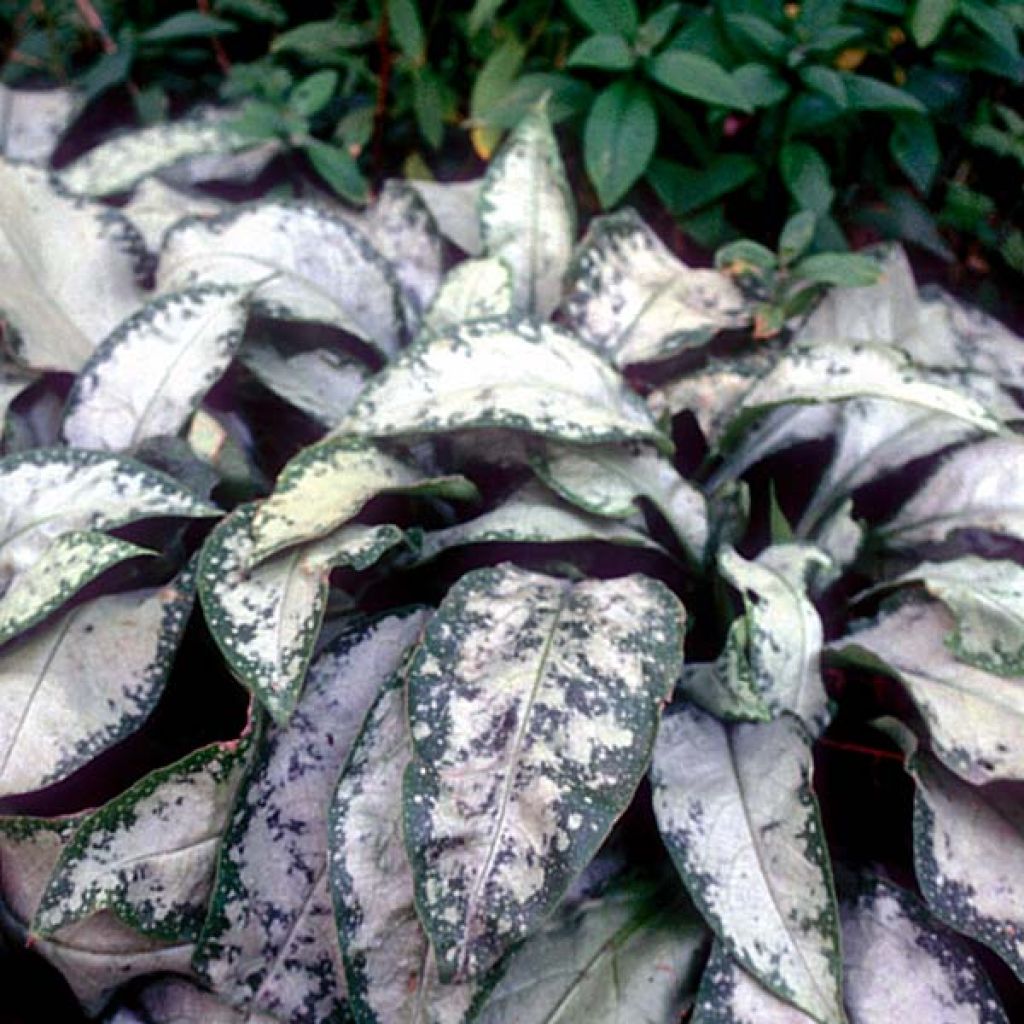 Pulmonaria Margery Fish - Lungwort