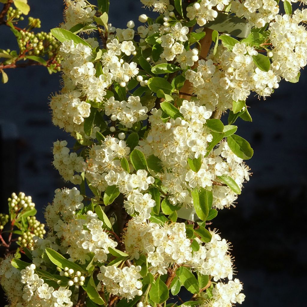 Pyracantha Golden Charmer