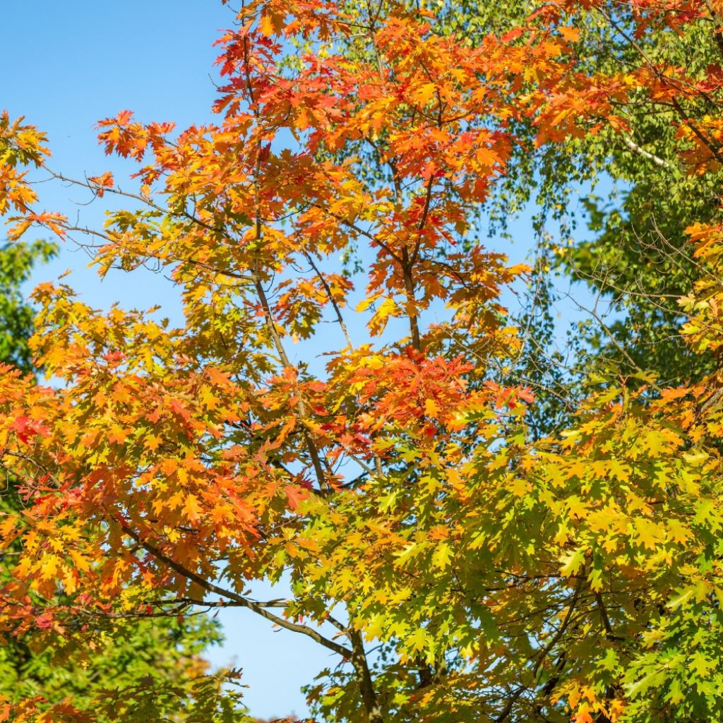 Quercus texana (nuttallii) New Madrid