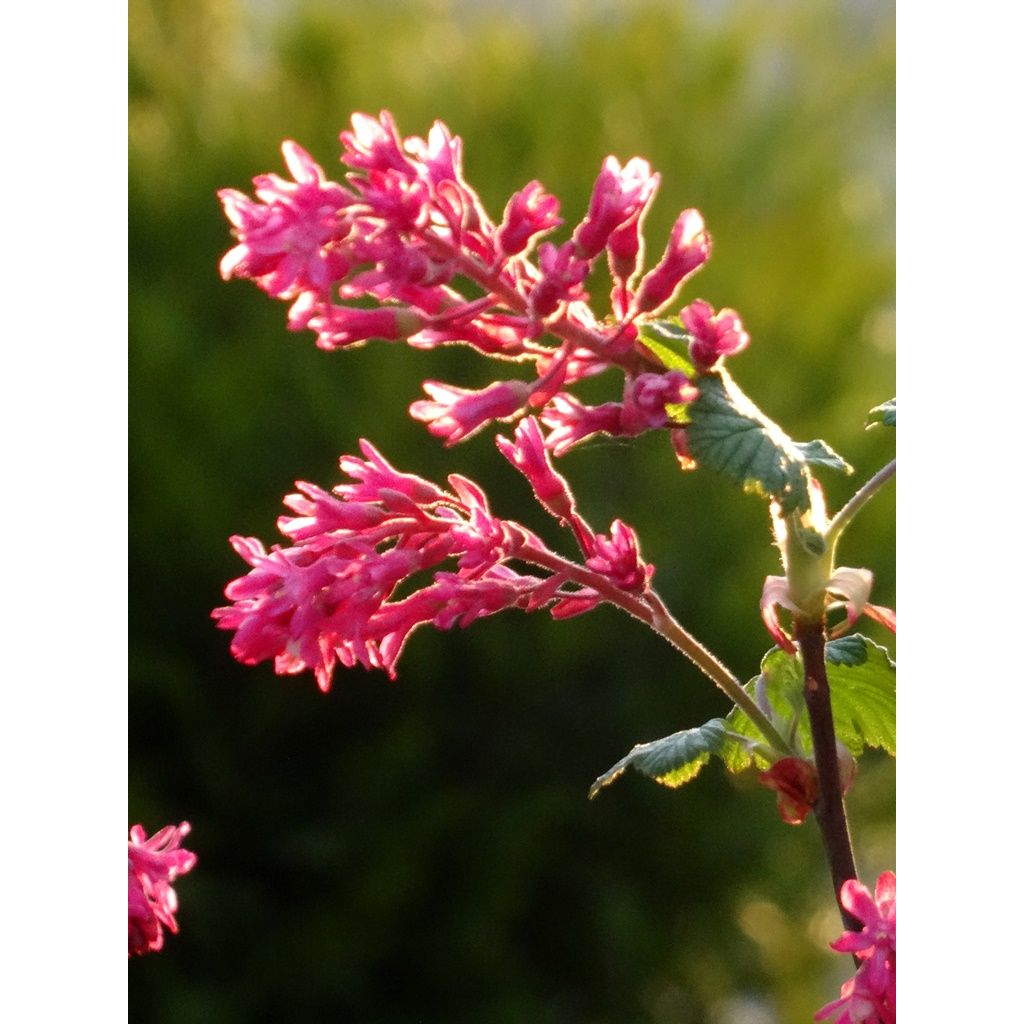 Ribes sanguineum - Flowering Currant