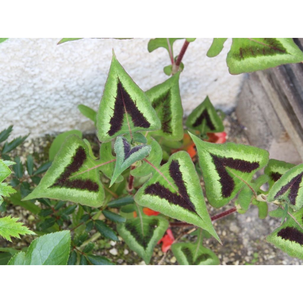 Persicaria runcinata Purple Fantasy - Knotweed