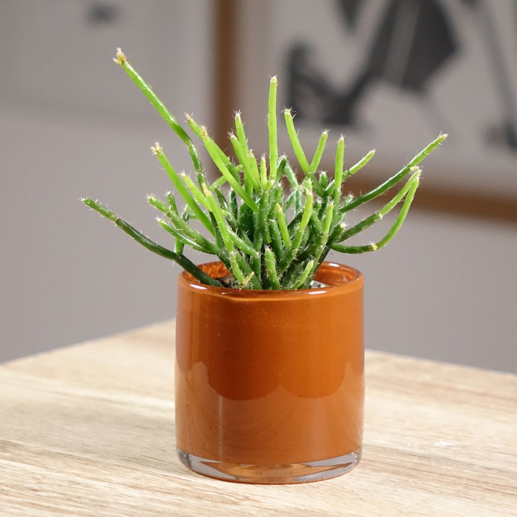 Rhipsalis burchellii