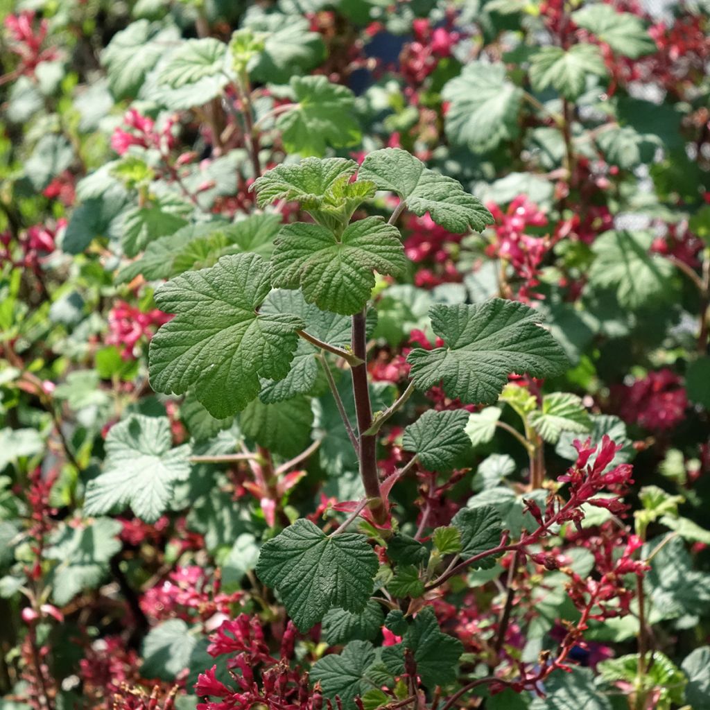 Ribes sanguineum Johannie PinkPomp - Flowering Currant