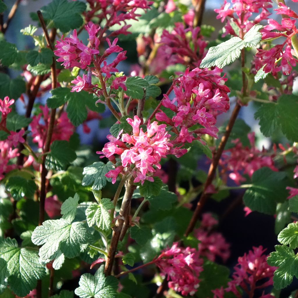 Ribes sanguineum Johannie PinkPomp - Flowering Currant