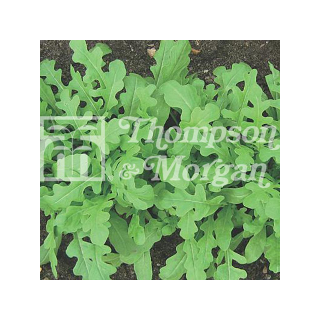 Rocket Sweet Oakleaf - Arugula