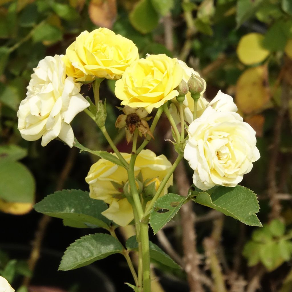 Rosa x polyantha Golden Border - Polyantha Rose