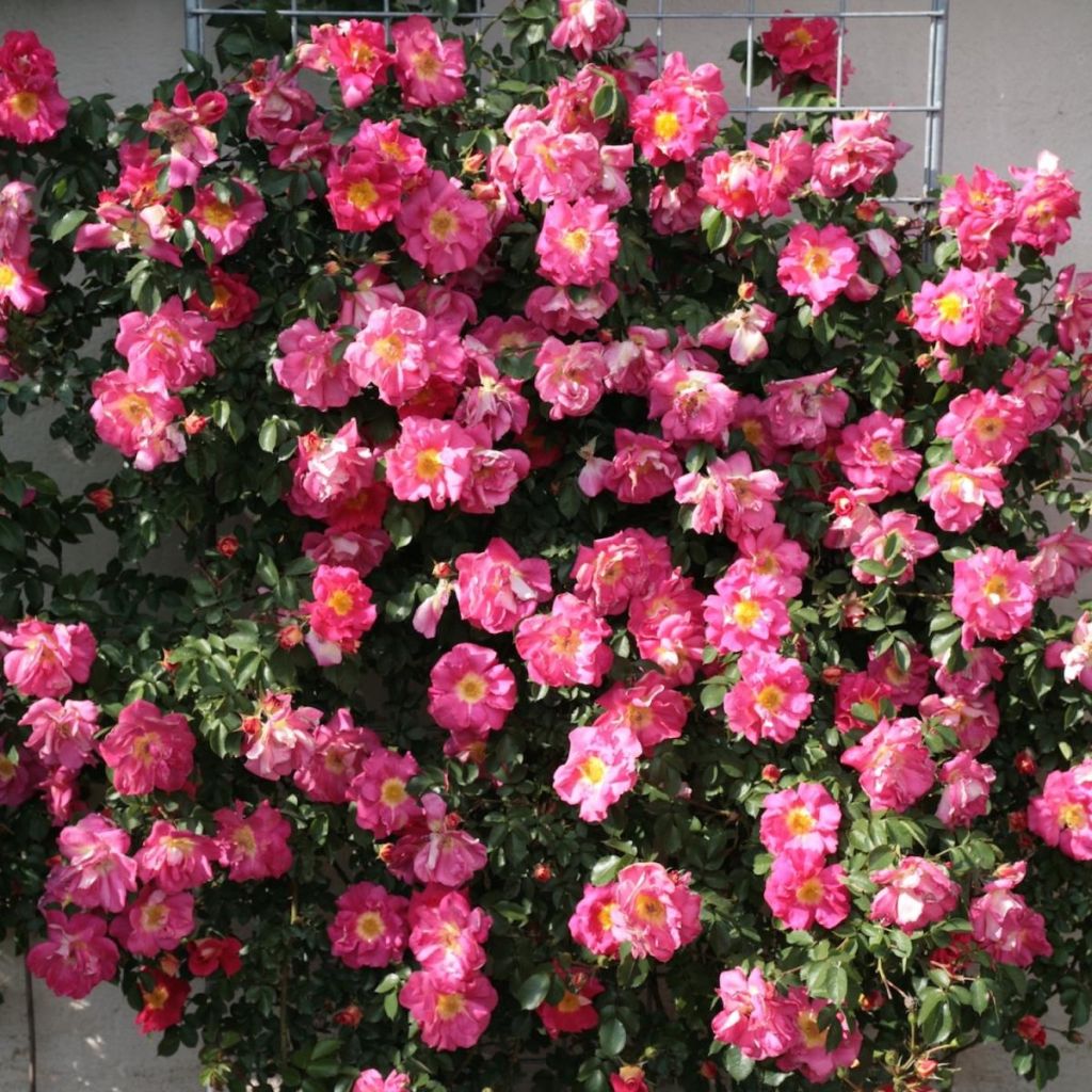 Rosa 'Max Bajazzo' - Climbing Rose 