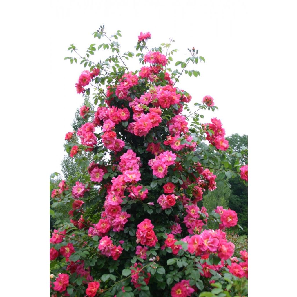 Rosa 'Max Bajazzo' - Climbing Rose 