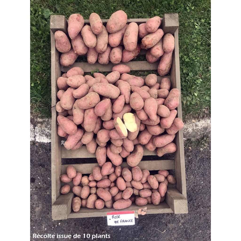 Potatoes Rose de France Organic