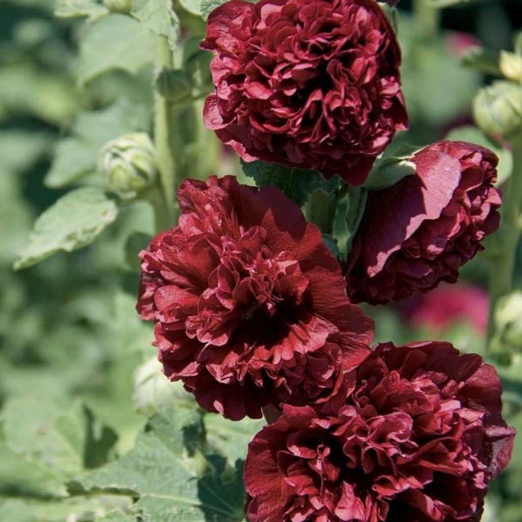 Alcea rosea Chatters Red - Hollyhock